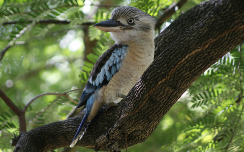BlueWingedKookaburra.webp