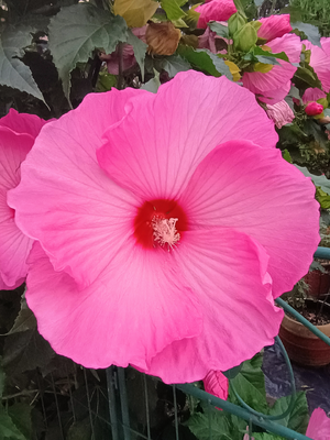 1000005860.webp