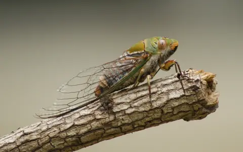 Cicada2.webp
