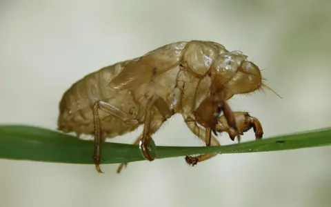 Cicada.webp
