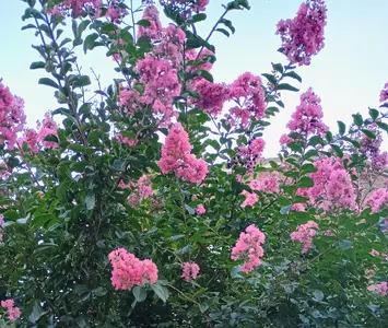 1000006043.webp