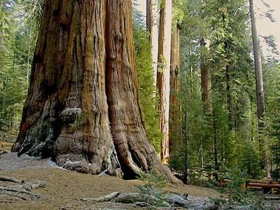 11-21-04 Trip To Sequoia Nat. Park With Roland De Meue, Friend From Ghent, Belgium A Sequoia.7.webp
