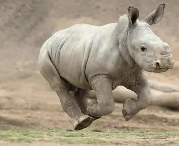 edward-rhino2.webp