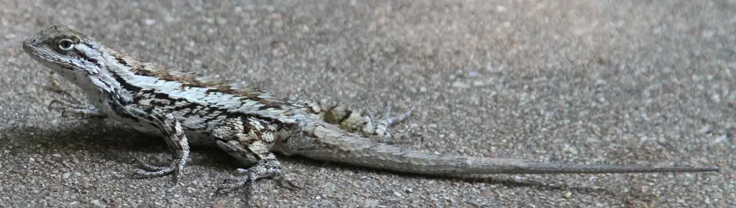 IMG_8368 Cropped.webp