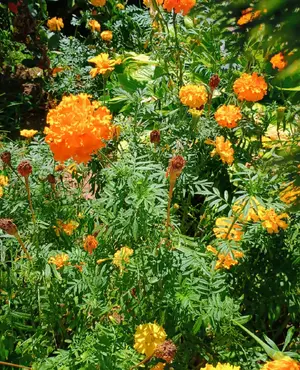 1000007213.webp