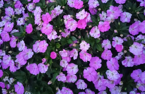1000007619.webp