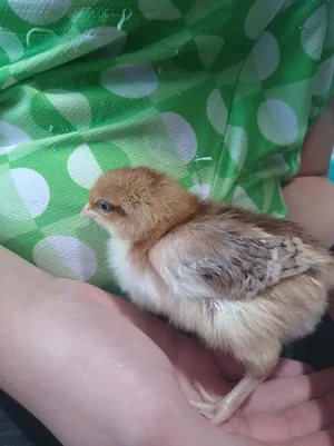 chick_800.webp