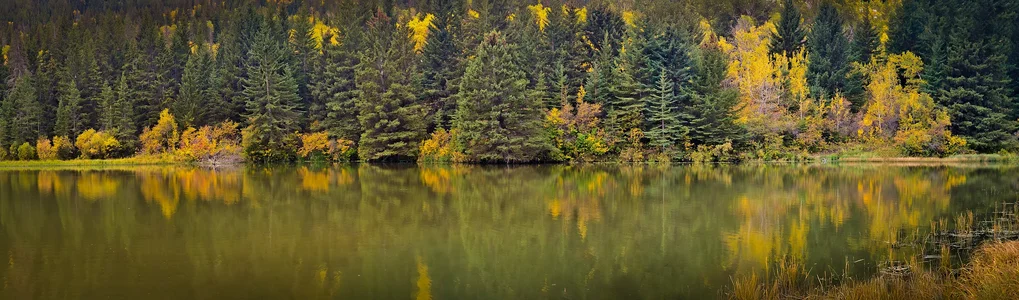 Reflected Fall Panorama, Reesor Lake, Cypress Hills Provincial Park, AB, 2025-10-04.webp
