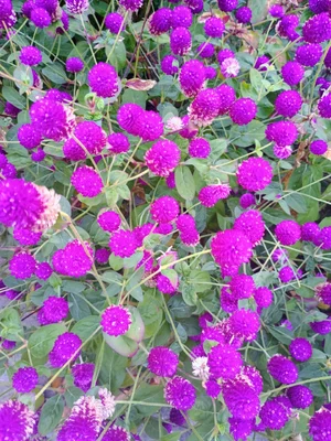 1000008549.webp