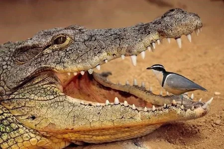 plover.webp
