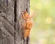 cicda.webp