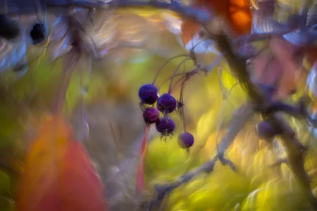Dying right before your eyes, My Backyard, Strathmore, AB, 2025-10-19.webp