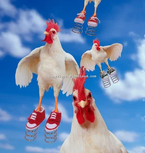 Funny Pictures - Funny Chicken - 20.webp