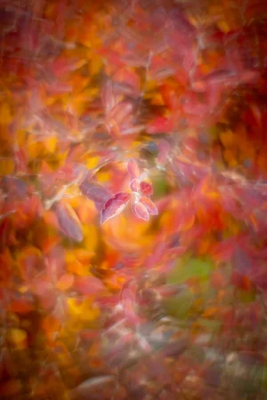 I'll give you a swirly, My Front Yard, Strathmore, AB, 2025-10-24.webp