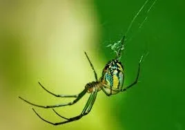 Greenspider.webp