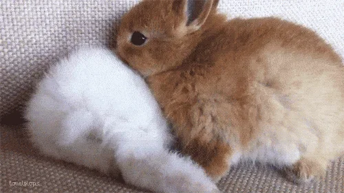 rabbit-icegif-5-422012805.webp