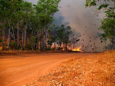 Black-Kites-and-fire-800-Shane-Bartie.webp