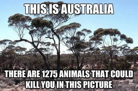 750d128bbd99a5079d9a32b9a8cc813b--meanwhile-in-australia-random-things-392612728.webp