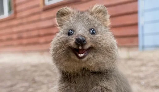 Quokka.webp