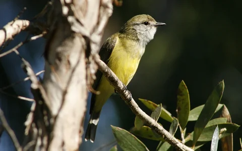 LemonBelliedFlyCatcher5.webp