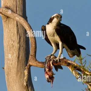 catfishtree.webp catfishtree.webp