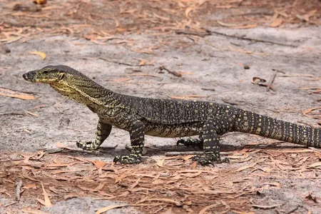 australian-goanna-lace-monitor-varanus-varius-23024732.webp