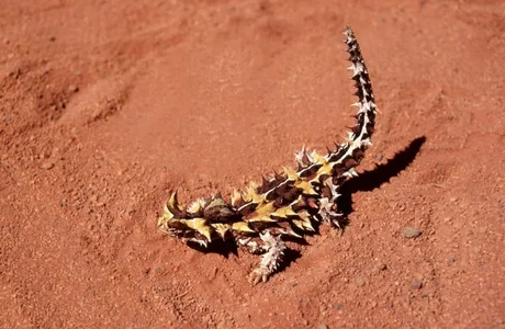 Australian-agamid-lizard-Thorny-Devil-Moloch-horridus-1024x668.webp