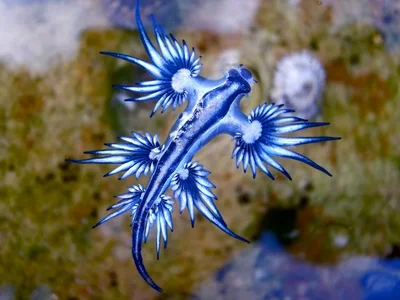 blue-dragon--glaucus-atlanticus--blue-sea-slug-986491702-f0cb140dd639453e8a2d8c56637dce73.webp