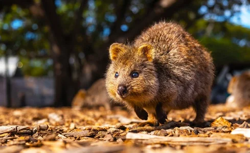 quokka-2-1536x943.webp