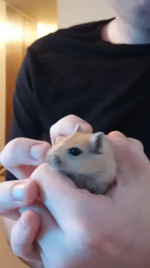 gerbil2 (2).webp
