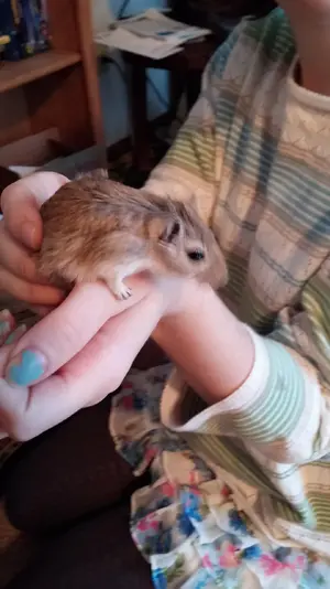 gerbil1.webp