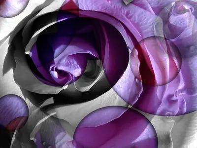 Rose fup-1.webp