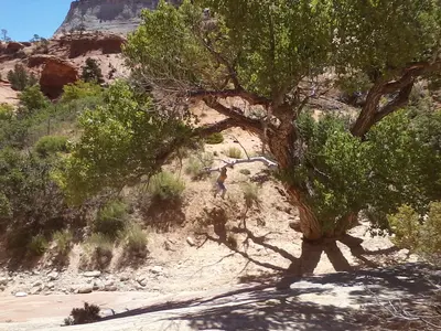 Arizona Vacation 2016 014.webp
