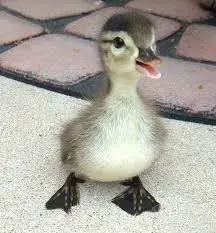 duckling.webp