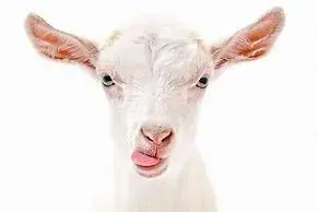 Goat.webp