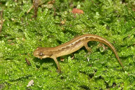 salamander.webp