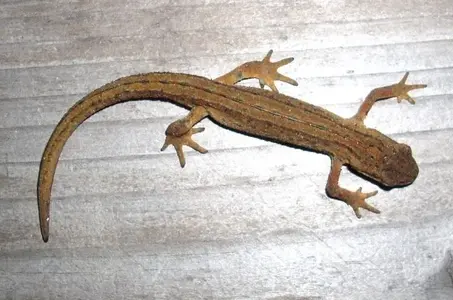 salamander2.webp