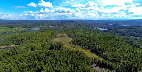 forest.webp