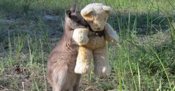 kangaroo.webp