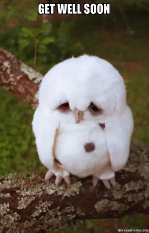 owl.webp