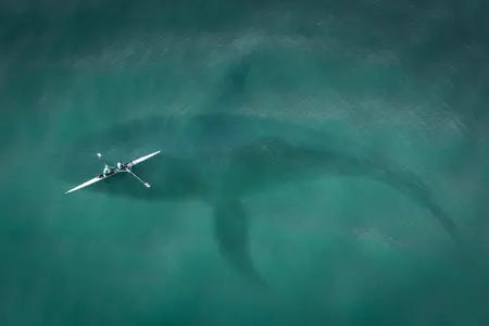 whale.webp
