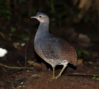 Crypturellus_noctivagus_-_Yellow-legged_tinamou.webp