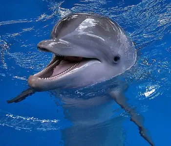 32132981.webp