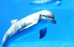 Photos-of-Dolphin.jpg