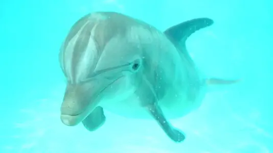 1960E4DDA.webp