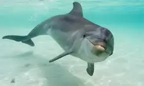 images.webp