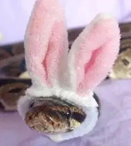 snakehat.webp