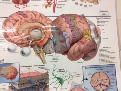Brain Picture.webp