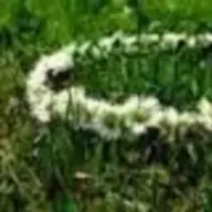 daisychain