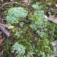 Naturalist